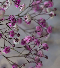 Close-up of pink cherry blossom