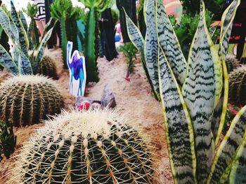 Close-up of cactus plants