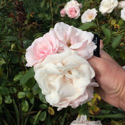 Close-up of hand holding rose bouquet