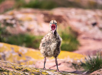 Close-up of a bird