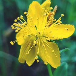 Close-up of yellow flowering plant