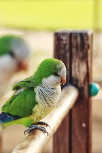 Close-up of parrot perching on wood