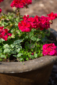 Close-up of pink flowering plant