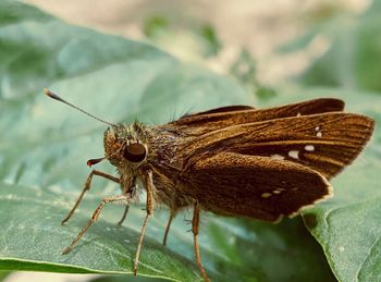 Close-up of butterfly