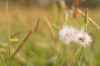 Close-up of dandelion flower