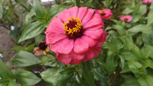 Close-up of flower blooming outdoors