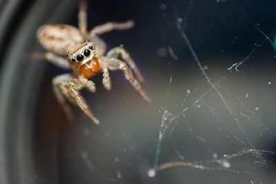 Close-up of spider on web