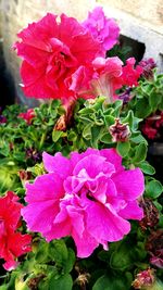 Close-up of pink flowers blooming outdoors