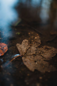 Close-up of dry maple leaves on field
