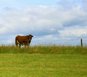 Cows grazing on grassy field