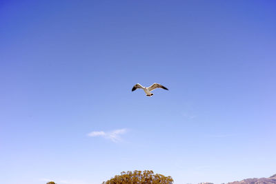 Low angle view of seagull flying over tree against sky