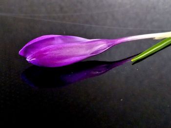 Close-up of purple flowering plant