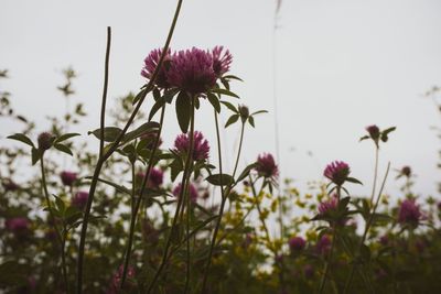 Close-up of pink flowering plant