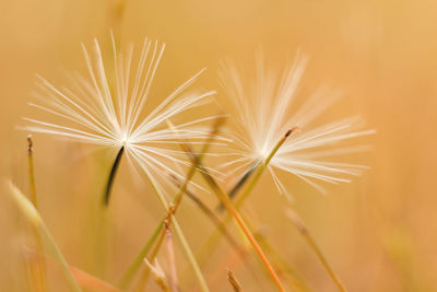 Close-up of dandelion on plant