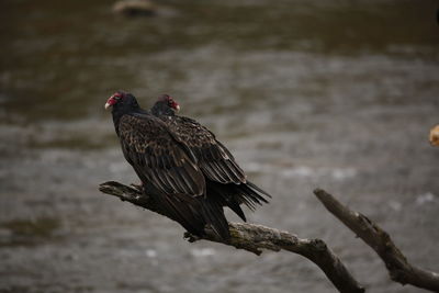 Close-up of bird perching on tree