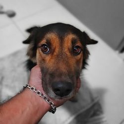 Portrait of dog hand