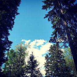 Low angle view of pine trees against sky