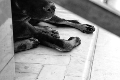 High angle view of dog sleeping on floor