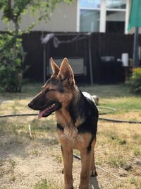 Dog sticking out tongue