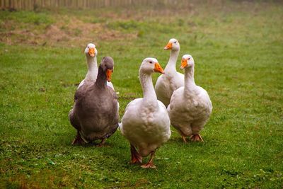 Geese on a field