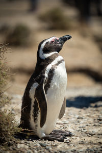 Close-up of penguin on land