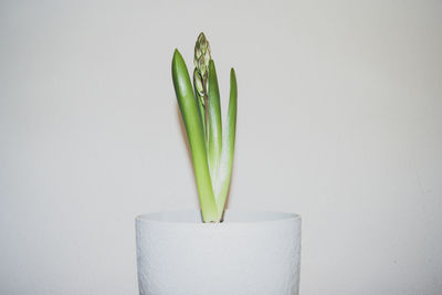 Close-up of potted plant against white background