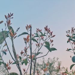 Low angle view of plants against clear sky