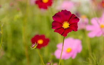 Close-up of flowering plant on field