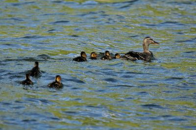 Ducks swimming in lake