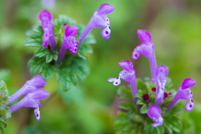 Close-up of purple flowering plant