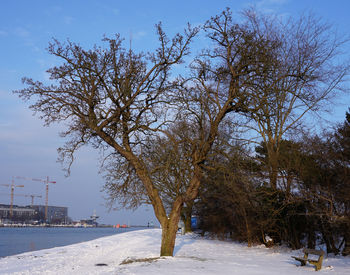 Trees against sky during winter