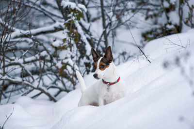 Small white dog standing in deep fresh snow in the forest