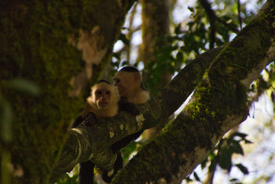 Capuchin monkeys on top of a tree branch in a national park of costa rica