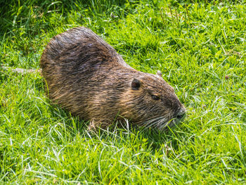 Close-up of an beaver on grass