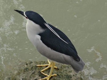 Close-up of bird in water