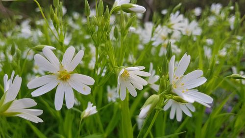 Close-up of white flowering plants on field