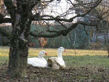 View of grassy field