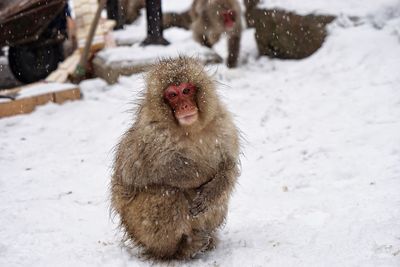 Japanese macaque on field during snowfall