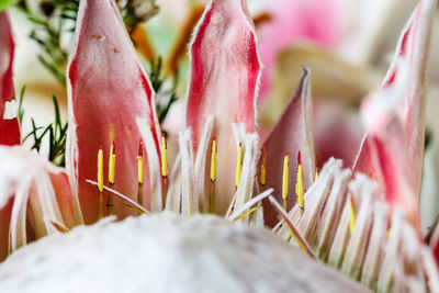 Close-up of pink flowering plants