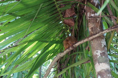 Low angle view of bird perching on tree