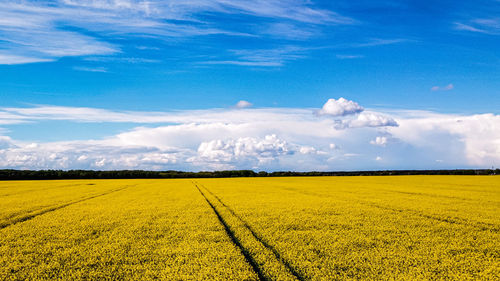 Scenic view of field against sky