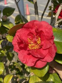 Close-up of red rose