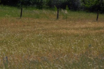 Scenic view of field