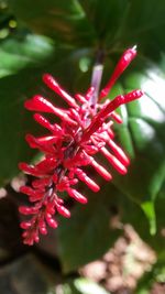 Close-up of red flower