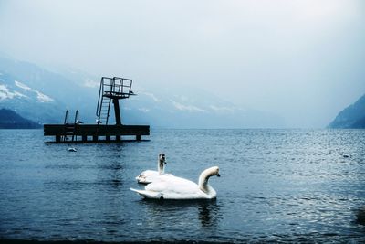 Swans swimming on lake against sky