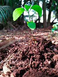 Close-up of small plant growing on field