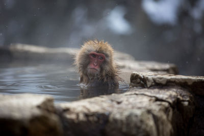 Portrait of monkey looking away