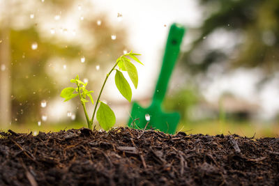 Close-up of plant growing on field