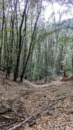 View of trees in forest