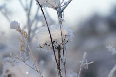 Close-up of frozen plant